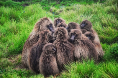 Listen Up, Gelada Baboons (Rod Waddington)  [flickr.com]  CC BY-SA 
Infos zur Lizenz unter 'Bildquellennachweis'